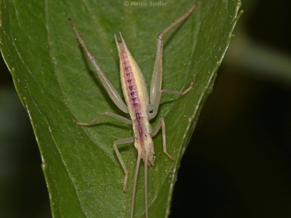 Oecanthidae: Oecanthus pellucens, stadio giovanile